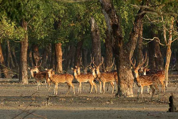 bangladesh sundarban tour