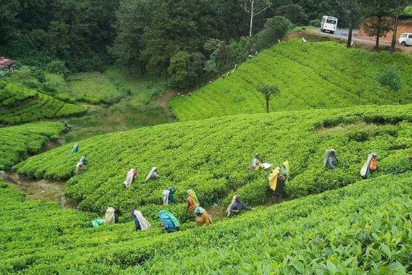 sreemangal eco tourism