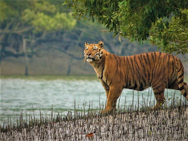 bangladesh sundarban tour