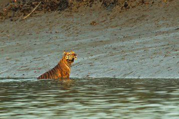 bangladesh sundarban tour