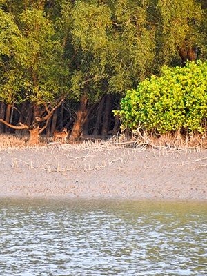 Sundarban Tour Package from Dhaka
