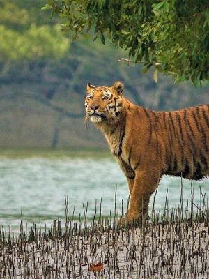 bangladesh sundarban tour